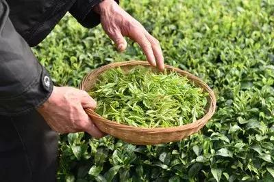 茶葉的消炎功效 哪些茶葉能有效緩解炎癥