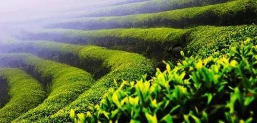 有機茶 引領(lǐng)未來茶葉市場的新趨勢