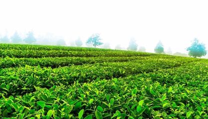 愛心茶園研發(fā)中心在云南省農(nóng)科院茶葉研究所掛牌成立，助推茶產(chǎn)業(yè)發(fā)展